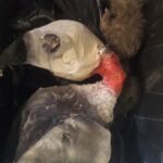 Birds, rats, bats, bugs